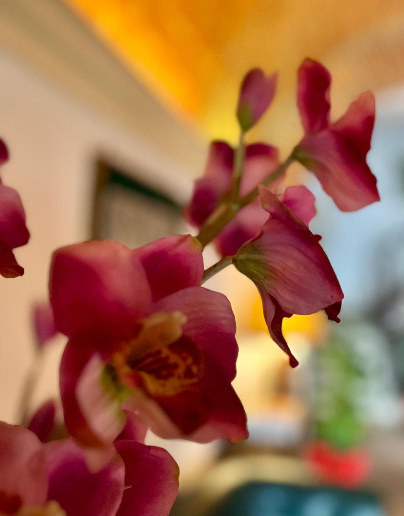 Residence Internazionale Pietrasanta Zewnętrze zdjęcie
